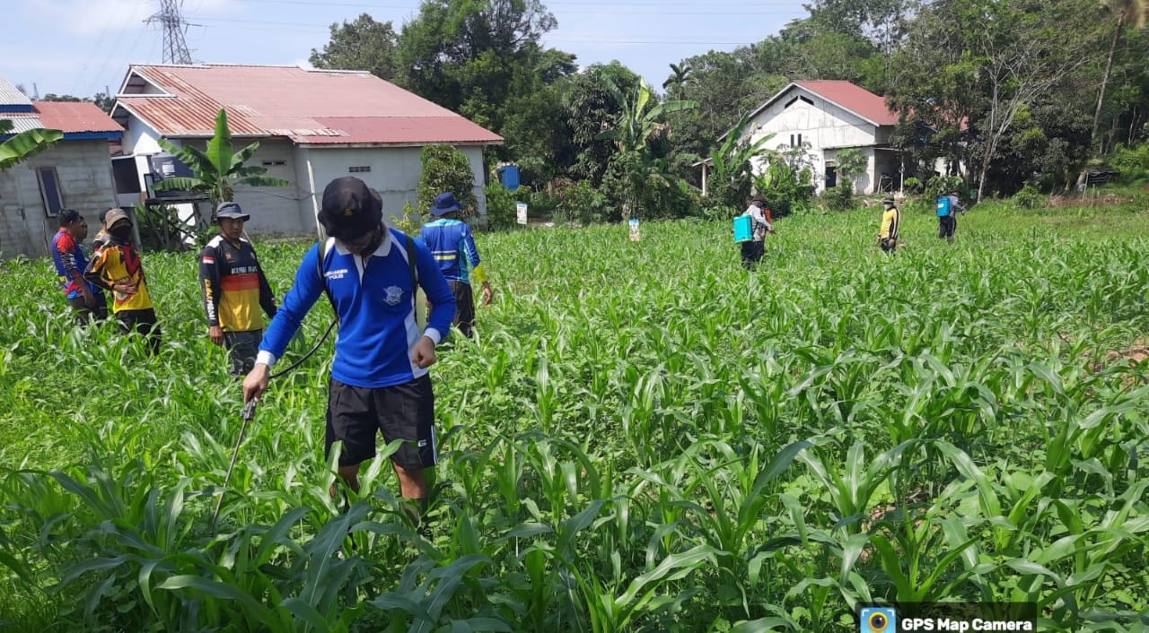 Perawatan Rutin, Satlantas Polres Sekadau Semprot Lahan Jagung Hibrida