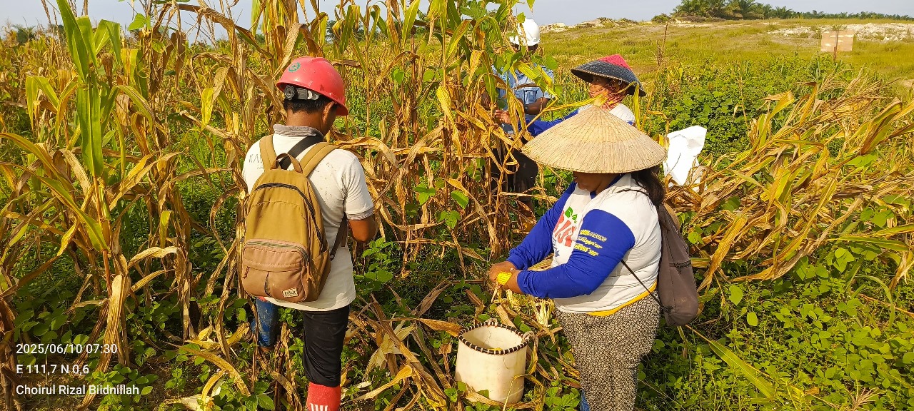 Panen Jagung di Lahan Tumpang Sari PT. DMP Semitau Dukung Ketahanan Pangan Nasional 2025