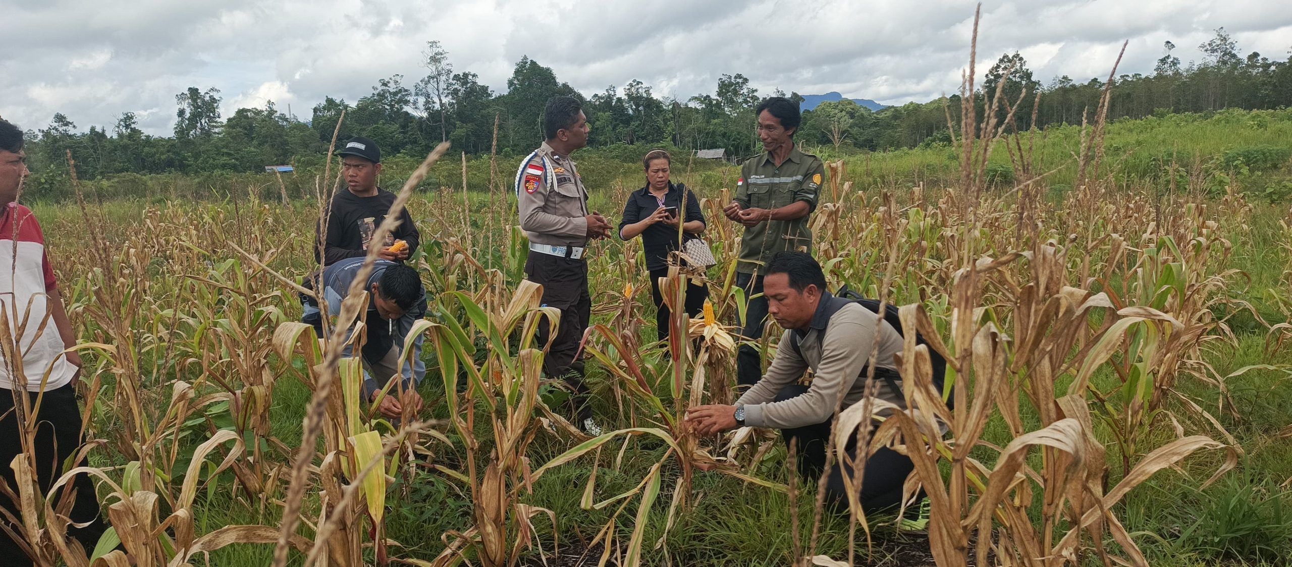 Pengecekan Lahan dan Persiapan Panen Jagung oleh Kelompok Tani Tembawang Karet di Desa Ranyai, Kecamatan Seberuang
