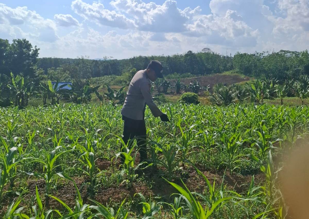 Jagung Demplot Maringin Jaya Berkembang Baik, Polsek Parindu Perkuat Ketahanan Pangan