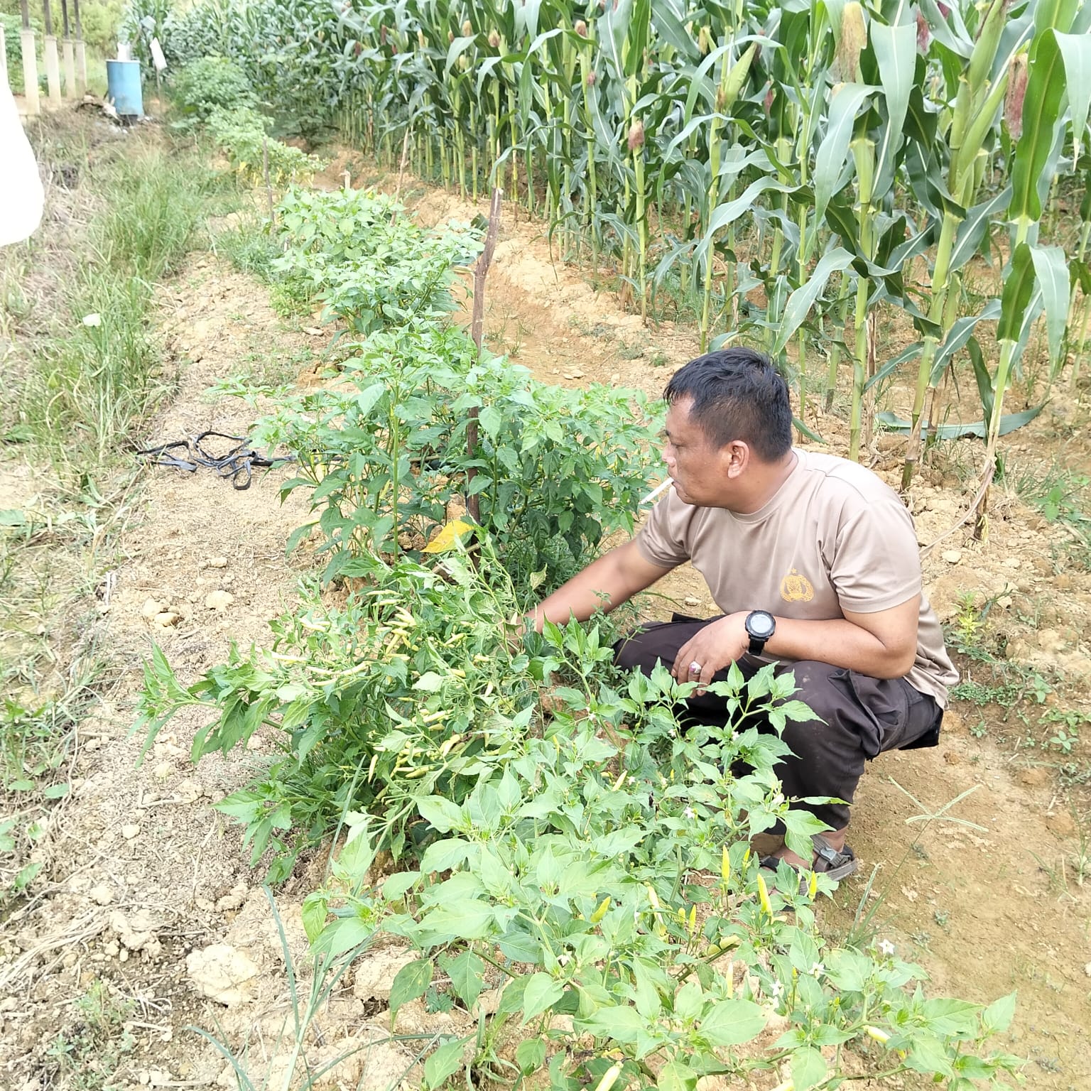 Polsek Nanga Pinoh Komitmen Dukung Program Pemerintah Swasembada Jagung