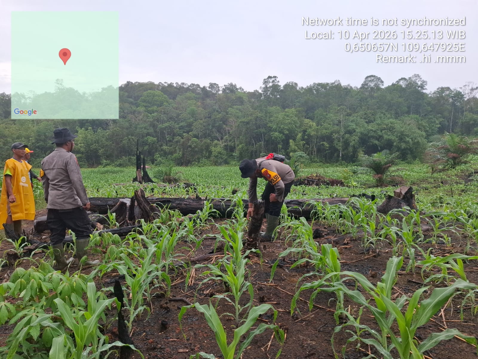 Kapolsek Menyuke Beserta Anggota Rutin Lakukan Pengecekan Kondisi Tanaman Jagung