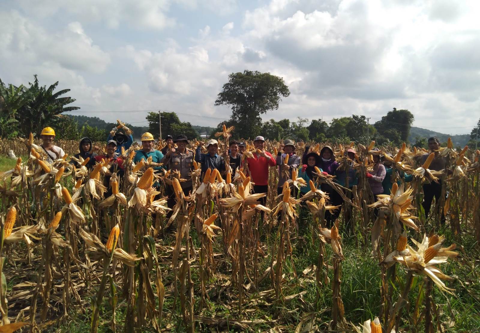 Kolaborasi Nyata, Polri Panen Jagung di PT BHD untuk Ketahanan Pangan