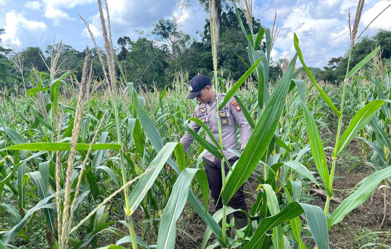 Kapolsek Bonti Turun Langsung Pantau Jagung Hibrida, Dorong Produktivitas Petani