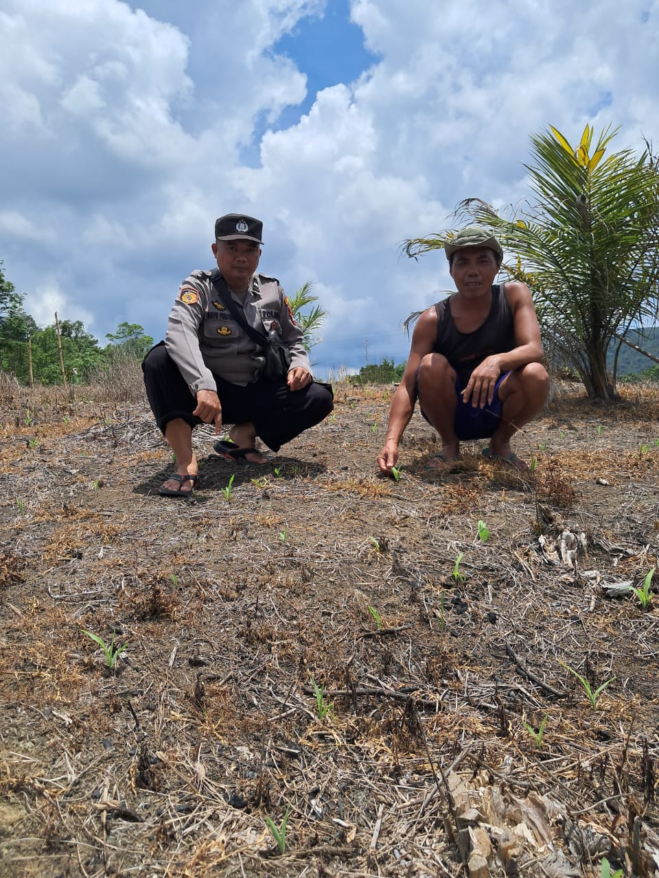 Aipda Bayu Cek Demplot Jagung BUMDes Angan Tembawang, Tanaman Tumbuh Optimal di Usia 1 Minggu