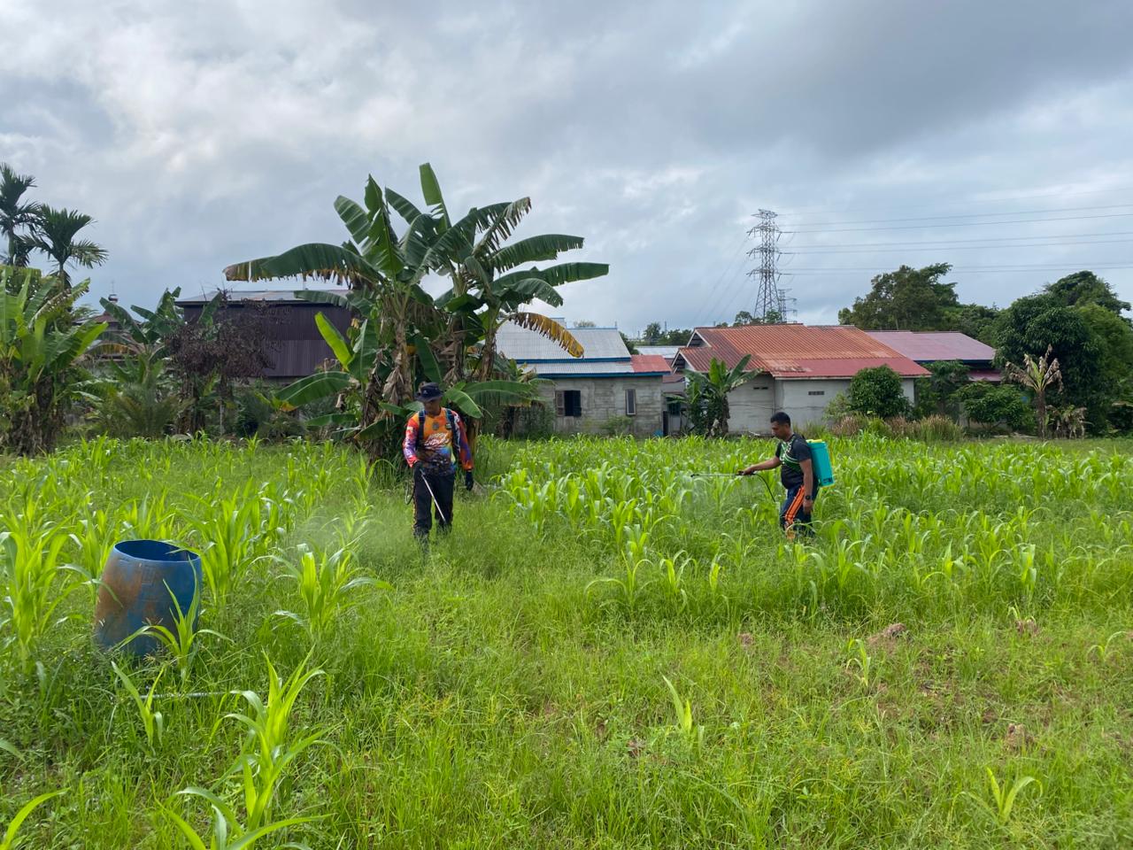 Jagung Hibrida Usia 42 Hari, Satlantas Polres Sekadau Intensifkan Perawatan Lahan Demplot