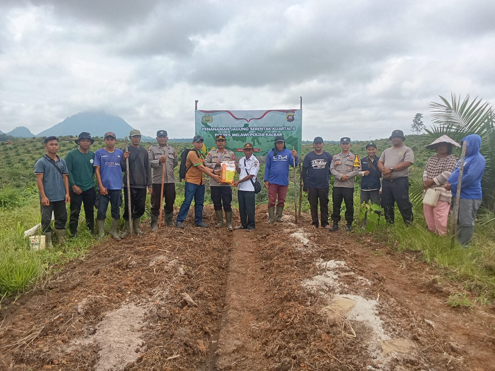 Polsek Belimbing Gelar Penanaman Jagung Hibrida di Lahan PT SDK 1, Perkuat Ketahanan Pangan