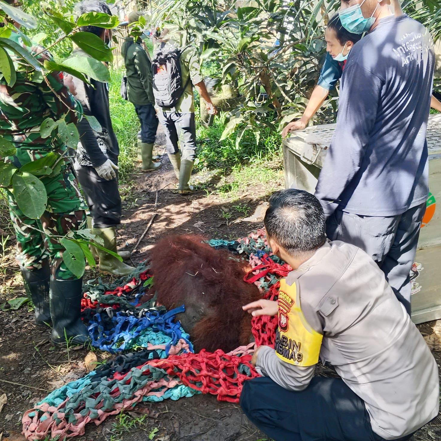 Respons Cepat Laporan Warga, Orangutan di Desa Pemangkat Berhasil Dievakuasi