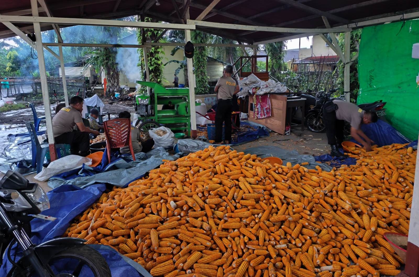 Pemipilan Jagung Hibrida Demplot Polsek Meliau Capai 3 Ton, Wujud Nyata Dukungan Ketahanan Pangan
