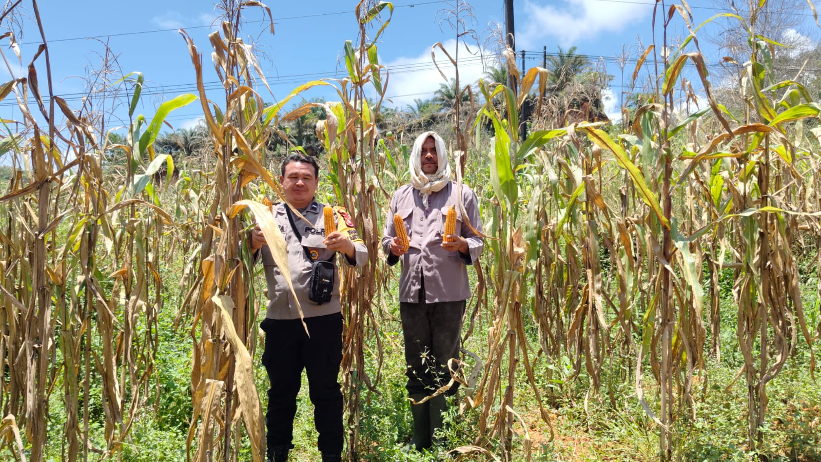 Panen Raya Jagung 1 Hektare di Desa Kersik Belantian, Wujud Sinergi Polri dan Petani Dukung Ketahanan Pangan