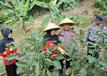 Satbrimob Polda Kalbar terus menunjukkan komitmennya dalam mendukung program strategis pemerintah dengan memanfaatkan lahan tidur di masing-masing ksatriaan menjadi lahan yang produktif
