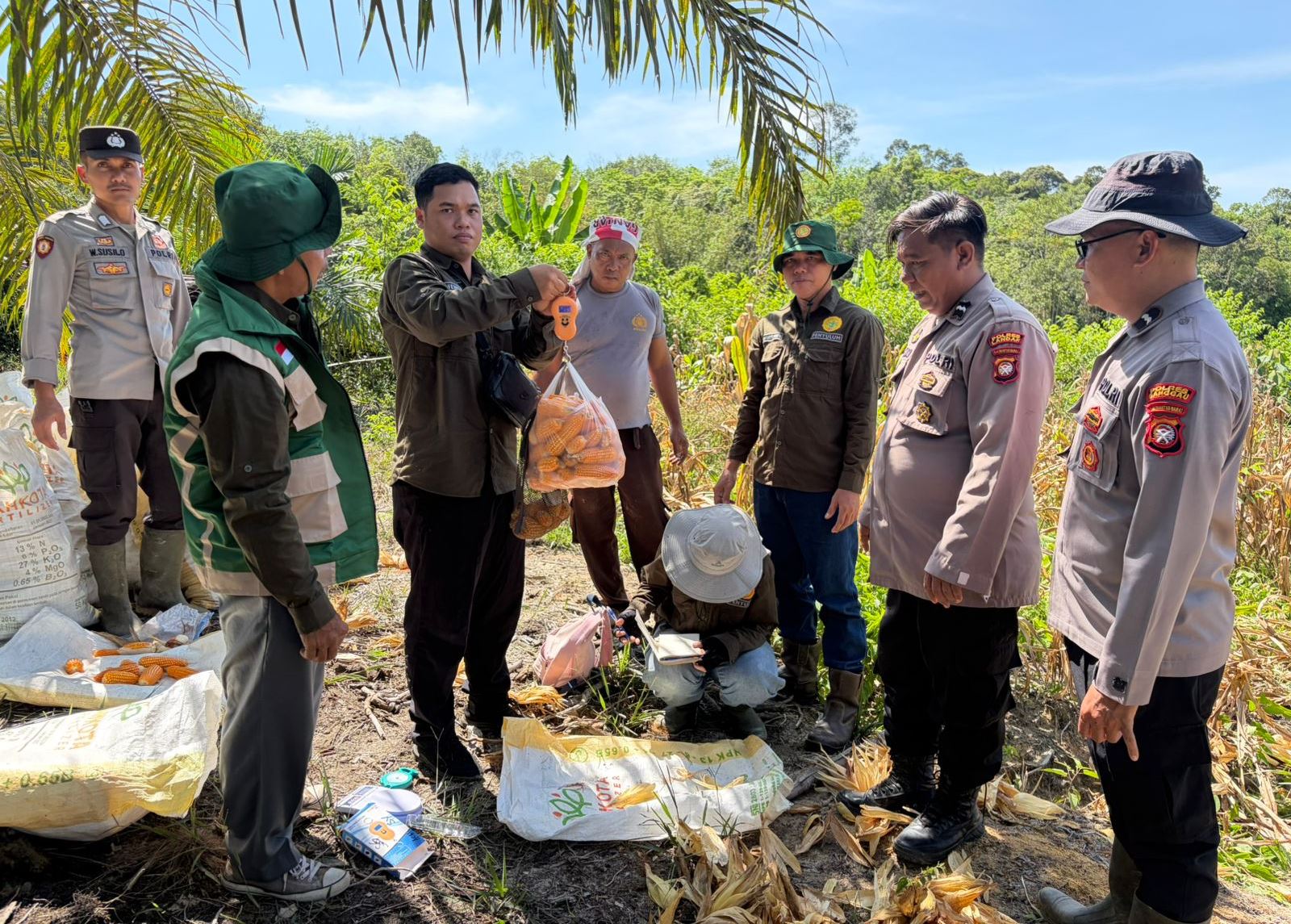 Kolaborasi Polisi dan Petani di Toba Berhasil Panen Jagung Hibrida