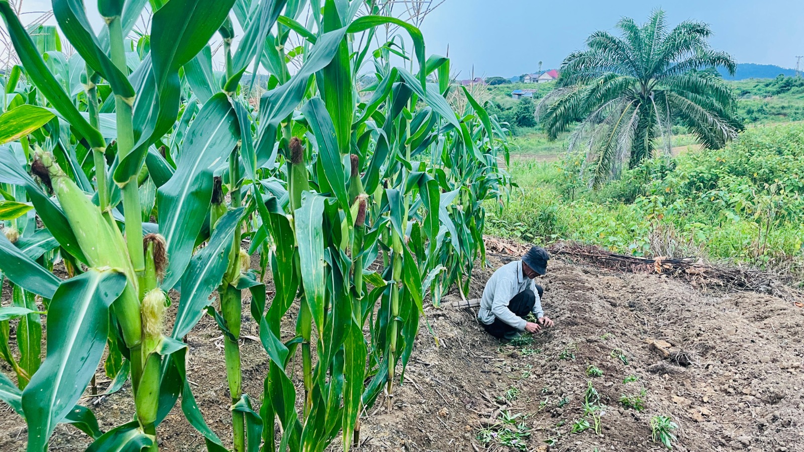 Kapolres Melawi Turun Langsung Pantau Lahan Jagung, Wujud Nyata Dukung Asta Cita Presiden RI