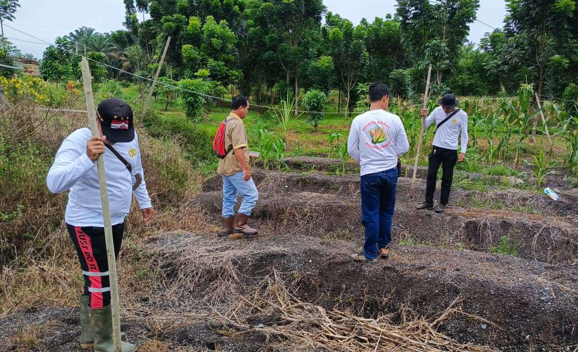 Dari Lahan Demplot ke Ketahanan Pangan, Polsek Mukok Bergerak Bersama Masyarakat
