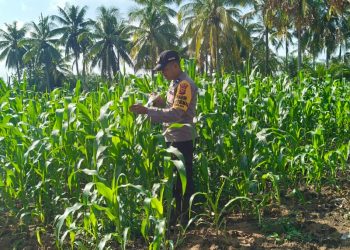 Pastikan Pertumbuhan Jagung Optimal, Aipda Mulyono Lakukan Pengecekan Lahan Di Desa Pematang Gadung