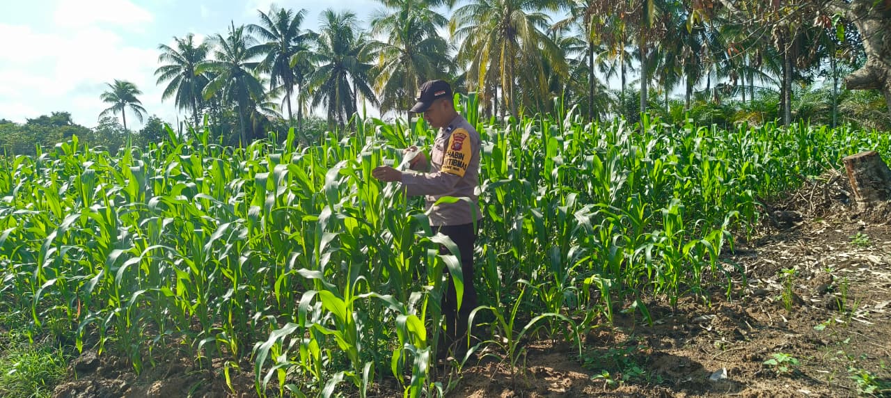 Pastikan Pertumbuhan Jagung Optimal, Aipda Mulyono Lakukan Pengecekan Lahan Di Desa Pematang Gadung
