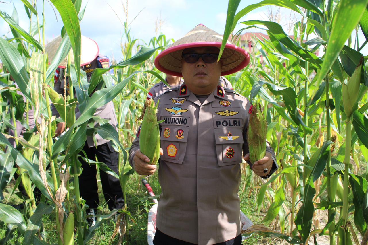 Danyon C Pelopor Satbrimob Polda Kalbar memimpin pelaksanaan kegiatan panen jagung hasil pemanfaatan lahan tidur