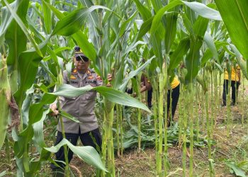 Dukung Ketahanan Pangan, Polsek Sekayam Intensifkan Perawatan Demplot Jagung di Kenaman