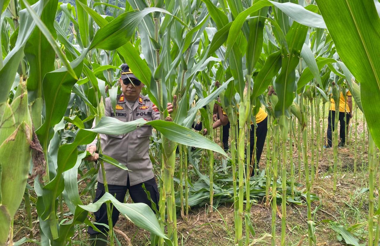 Dukung Ketahanan Pangan, Polsek Sekayam Intensifkan Perawatan Demplot Jagung di Kenaman