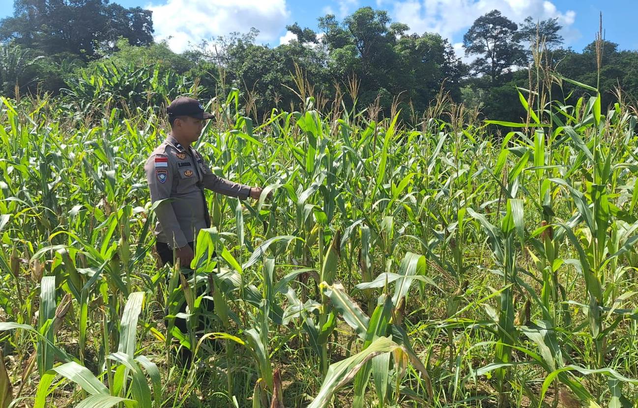 Dari Lahan ke Ketahanan Pangan, Peran Aktif Polsek Bonti Dampingi Petani