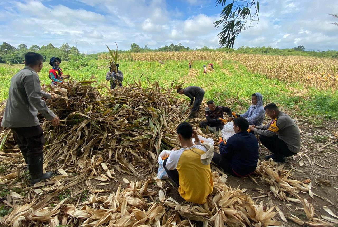 Wakapolsek Entikong Apresiasi Keberhasilan Panen Jagung Hibrida di Lahan Sukarelawan