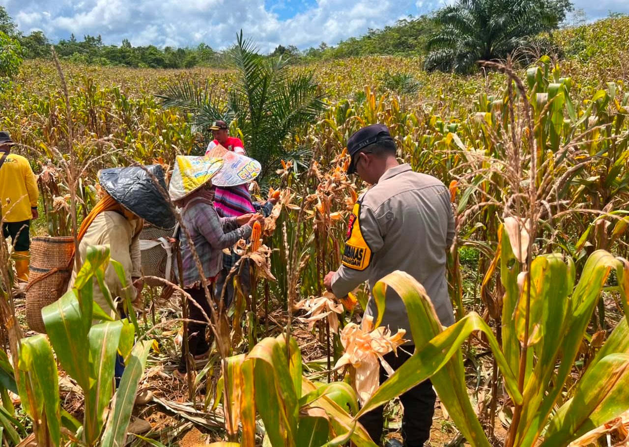 Dari Lahan TPKK ke Ketahanan Pangan Nasional, Panen Perdana Jagung Balai Karangan Tunjukkan Hasil Positif
