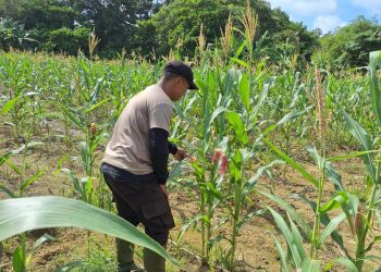 Monitoring Rutin Demplot Jagung, Komitmen Polsek Bonti Dukung Kesejahteraan Petani dan Ketahanan Pangan Nasional