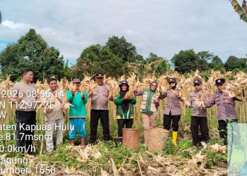 Polsek Putussibau Selatan Laksanakan Panen Jagung Kuartal I Tahun 2026