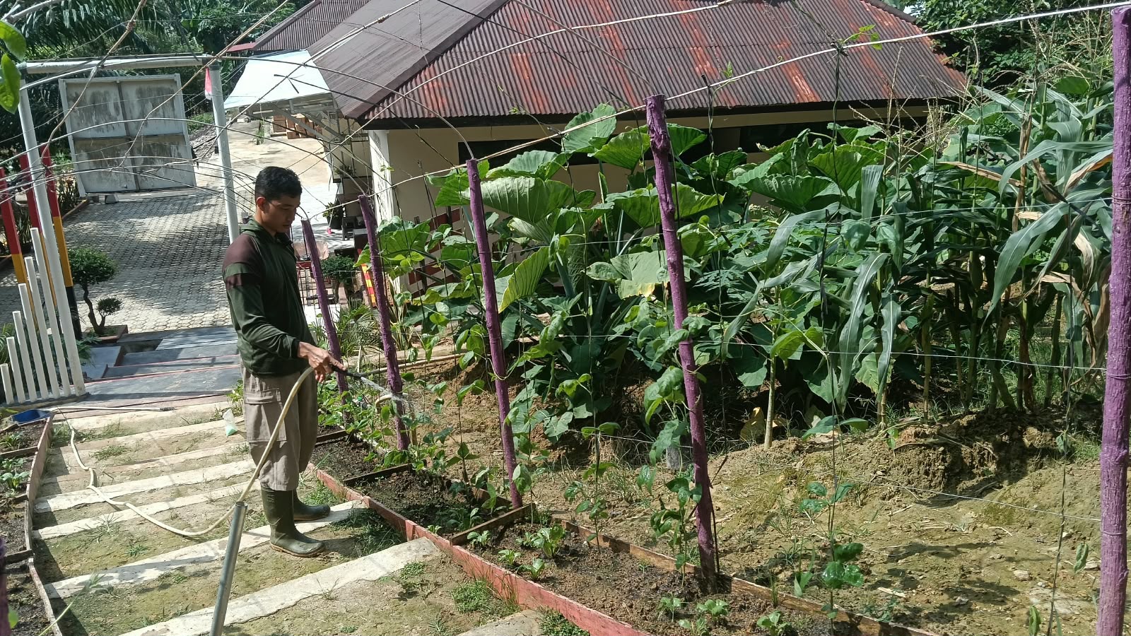 Perawatan Tanaman P2L Satbrimob Polda Kalbar, Langkah Nyata Dukung Ketahanan Pangan
