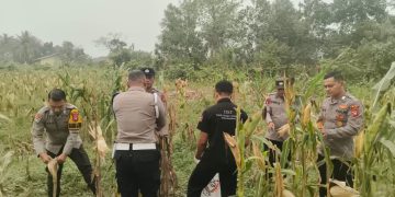 Polsek Nanga Pinoh Dukung Panen Jagung Hibrida, Perkuat Ketahanan Pangan di Melawi