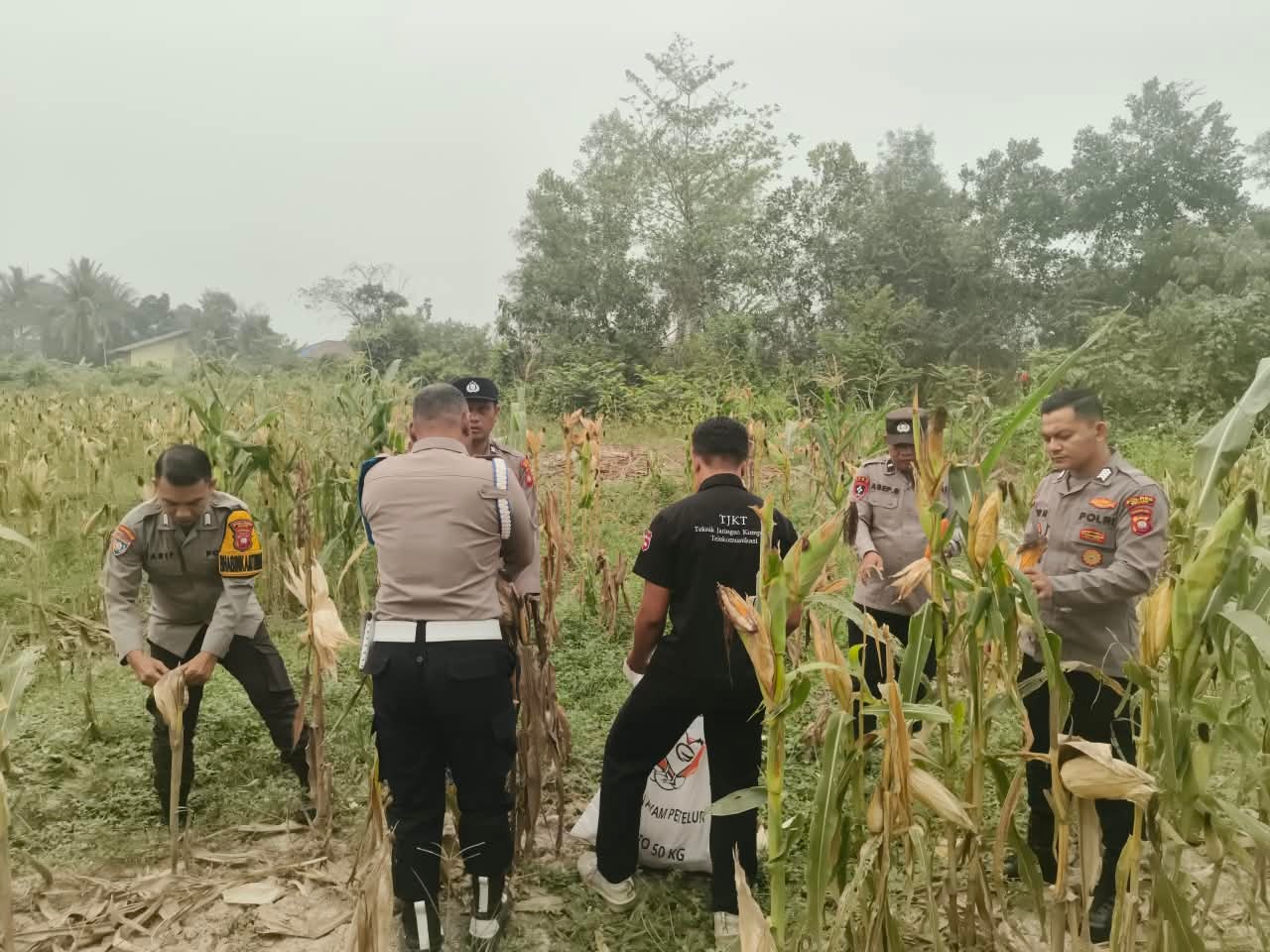 Polsek Nanga Pinoh Dukung Panen Jagung Hibrida, Perkuat Ketahanan Pangan di Melawi