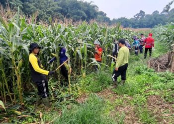 Menjaga Pangan dari Lahan, Polsek Entikong Rutin Rawat Tanaman Jagung