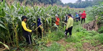 Menjaga Pangan dari Lahan, Polsek Entikong Rutin Rawat Tanaman Jagung